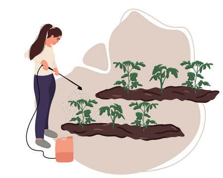 A woman gardener or farmer sprays tomato seedlings with herbicide after planting in the ground. Treatment and protection of seedlings from insects and pests. Flat vector