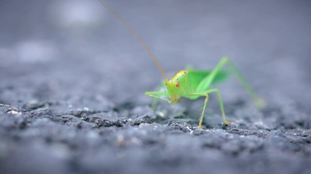 Great green bush-cricket on the asphalt