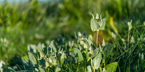 Arroche hastée (Atriplex prostrata, ex A.hastata)