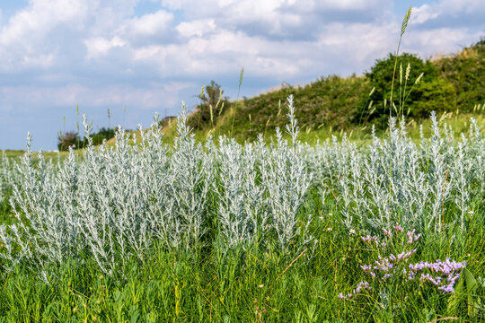Armoise maritime (Artemisia maritima) ou absinthe de mer