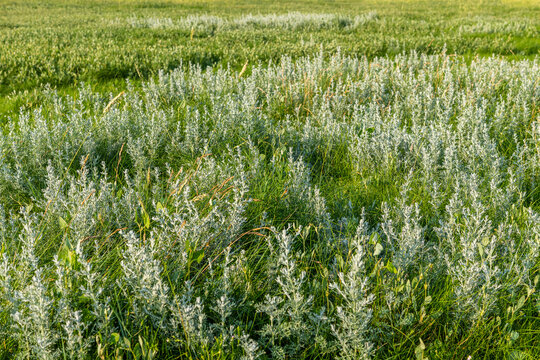 Armoise maritime (Artemisia maritima) ou absinthe de mer