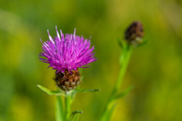 France, Somme (80), Baie d'Authie, Fort-Mahon, Centaurée noire (Centaurea nigra) // France, Somme (80), Baie d'Authie, Fort-Mahon, Centaurea nigra