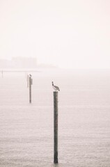 Pelican resting on a post in the ocean