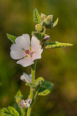 La Guimauve officinale (Althaea officinalis L.), aussi appelée Guimauve sauvage ou Mauve blanche
