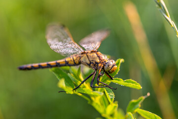 Orthetrum cancellatum femelle