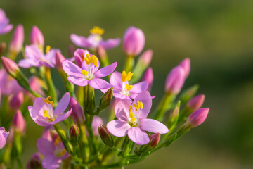 Petite-centaurée commune ou Petite-centaurée rouge, Érythrée (Centaurium erythraea