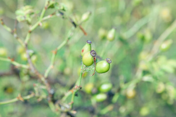 Berries of green dog rose . Uncultivated plants at green background