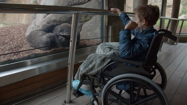 Kid in wheelchair is curious about the chimpanzees in the zoo