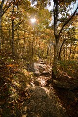 Sunny autumn day on the mountain with fall leaves