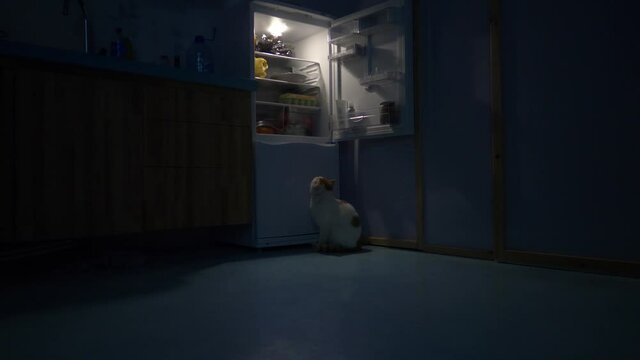 cat at night looking into fridge, hungry cat at an open fridge stealing food, funny domestic pet behaviour