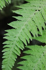 fern leaf in the forest