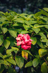 Mussaenda philippica with leaves background