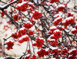 red mountain ash under white snow in winter