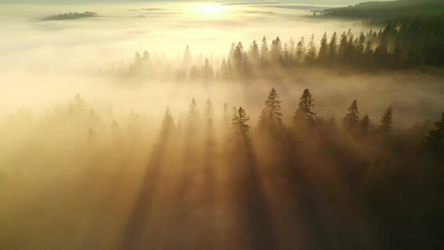 Sunrise in the misty forest. Scenic view of flying over pine mountain forest in the morning. Sunbeams in the fog, foggy sunny mountain valley, sea of clouds to the horizon