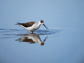 Black-winged stilt - Himantopus himantopus