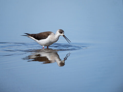 Black-winged stilt - Himantopus himantopus