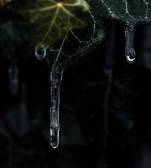 Sople zwisające z liści bluszczu, zamarznięte krople wody © Magdalena