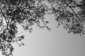 Pine trees branches against sky background	