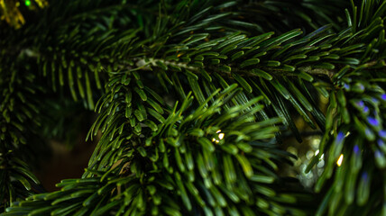 Fir branches