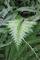 fern leaves in the forest