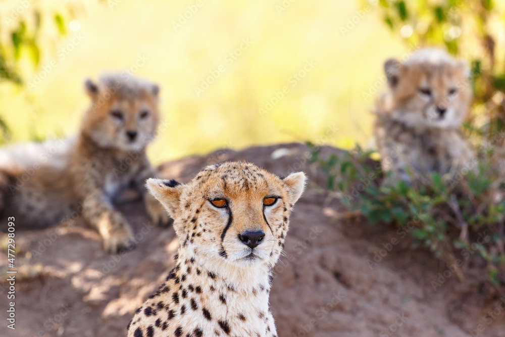 Canvas Prints Cheetah with cubs looking at the camera