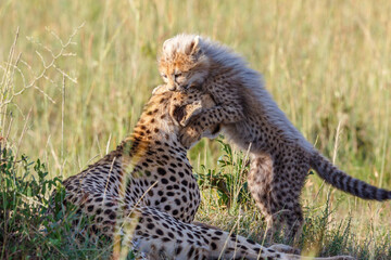 Naklejka na ściany i meble Cheetah mother with a playful cub on the african savanna