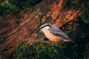 Sitta europaea on tree