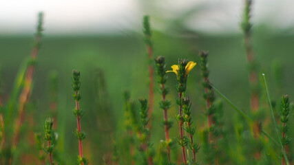 Macro de petites plantes sauvages, photographiées à pleine ouverture (f1.4), créant ainsi un bokeh très esthétique