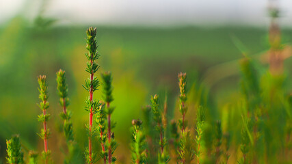 Macro de petites plantes sauvages, photographiées à pleine ouverture (f1.4), créant ainsi un bokeh très esthétique