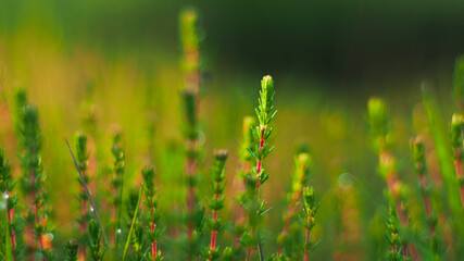 Fototapeta na wymiar Macro de petites plantes sauvages, photographiées à pleine ouverture (f1.4), créant ainsi un bokeh très esthétique