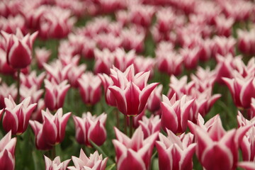 Obraz premium pink and white flowers