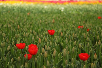 Fototapeta na wymiar red flowers in the flower garden