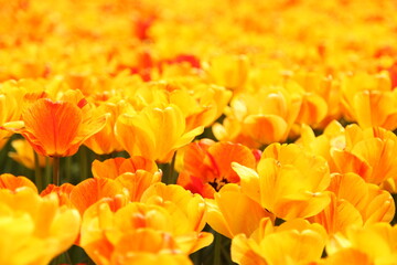 yellow flowers in the flower garden