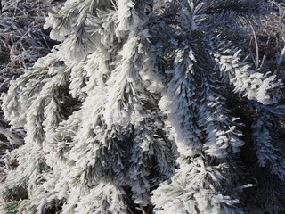 Winter. Frost. Pine branches are covered with a thick layer of frosty frost. In kontrazhur, the frost glistens in the sun