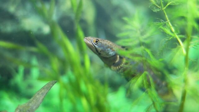 Channa pulchra is a species of snakehead fish in the family Channidae which is native to Myanmar.