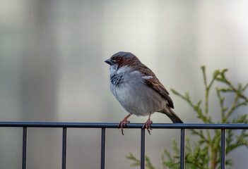 Spatz