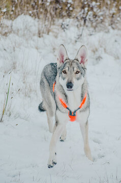 Saarloos Dog In Snow