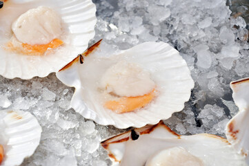 Scallops in a shell on pieces of ice, serving in a restaurant.
