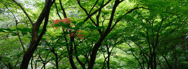 beautiful leaves and branches