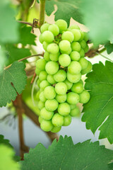 Green background of green  grapes with leaves.	
