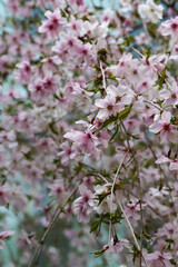 Naklejka premium 六角堂の境内に咲く桜