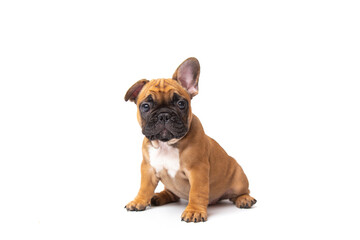 cute funny ginger french bulldog puppy sitting isolated on white background looking at the camera with place for text and copy space. funny animals concept - obrazy, fototapety, plakaty
