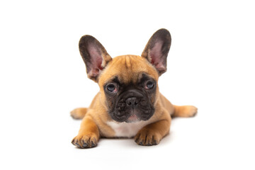 cute funny ginger french bulldog puppy lies isolated on white background looking at the camera with place for text and copy space. funny animals concept