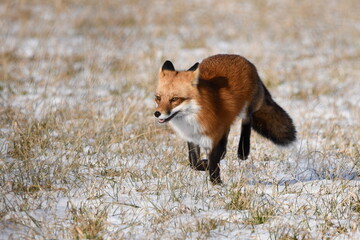 Winter scene of a Red Fox running through a snow covered agricultural field