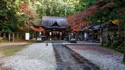 森に囲まれた神社の紅葉