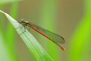 Frühe Adonislibelle (Pyrrhosoma nymphula)