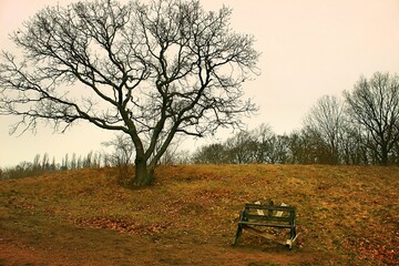 Baum und Bank