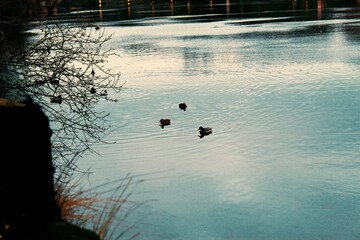 Der Fluss Saale mit Enten