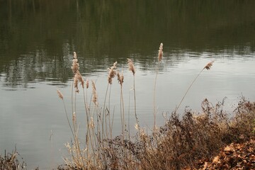 Gräser vor der Saale