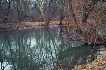 Kleiner Teich im Winter